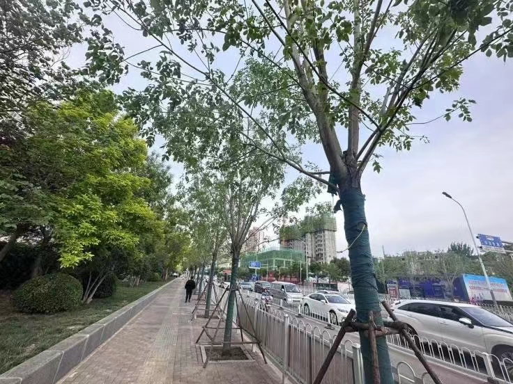 抢抓春植有利时机 宜居画卷再添新绿.jpg
